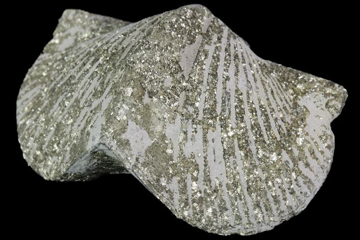 Pyrite Replaced Brachiopod (Paraspirifer) - Ohio #89715
